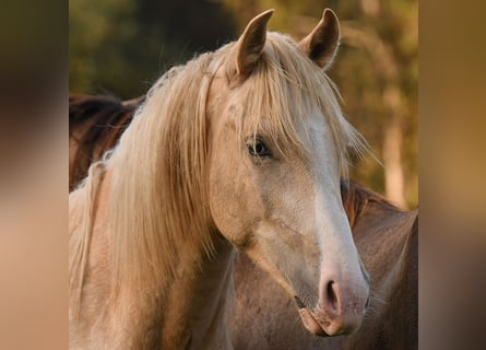 Caballo Leonharder, Semental, 2 años, 158 cm, Palomino