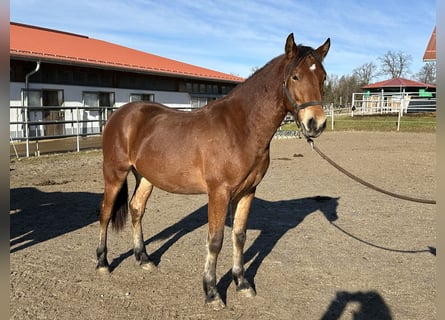 Caballo Leonharder, Semental, 2 años, 160 cm, Castaño