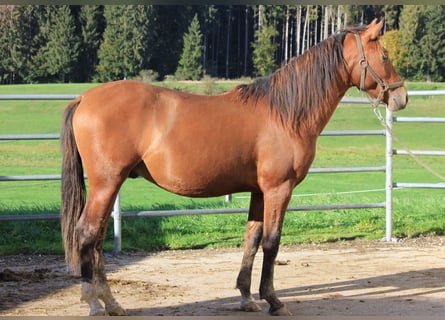 Caballo Leonharder, Semental, 2 años, 160 cm, Castaño