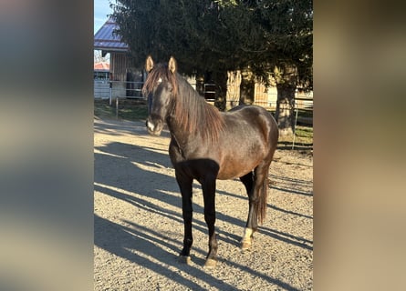 Caballo Leonharder, Semental, 2 años, 160 cm, Castaño oscuro