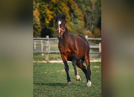 Caballo Leonharder, Semental, 3 años, 150 cm, Castaño