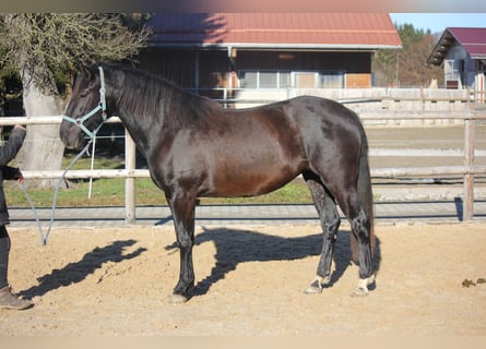 Caballo Leonharder, Yegua, 3 años, 150 cm, Negro