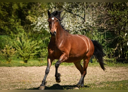Caballo Leonharder, Yegua, 3 años, 152 cm, Castaño