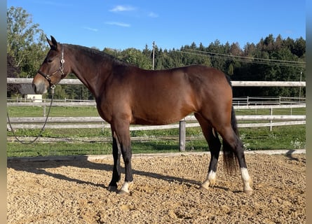 Caballo Leonharder, Yegua, 3 años, 158 cm, Castaño
