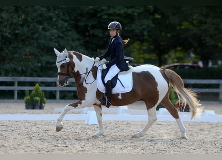 Caballo Letón, Caballo castrado, 11 años, 147 cm