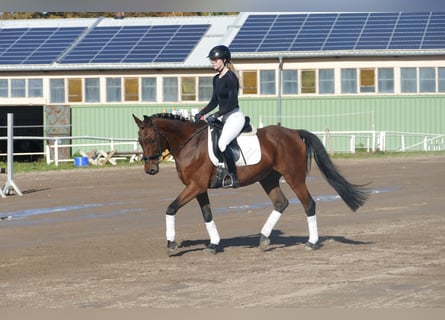 Caballo Letón, Caballo castrado, 14 años, 159 cm, Castaño