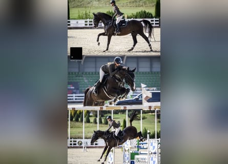 Caballo Letón, Caballo castrado, 6 años, 170 cm, Negro