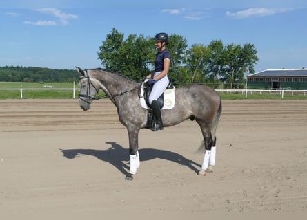 Caballo Letón, Caballo castrado, 7 años, 168 cm, Tordo