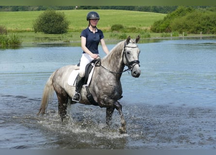 Caballo Letón, Semental, 4 años, 165 cm, Tordo