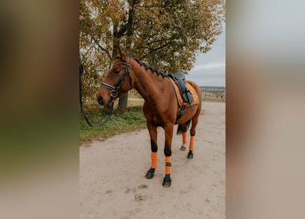 Caballo Letón, Yegua, 5 años, 165 cm