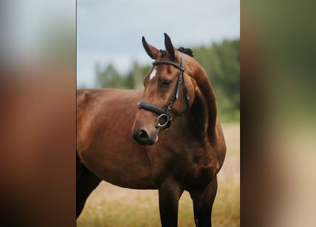 Caballo Letón, Yegua, 5 años, 166 cm, Castaño rojizo