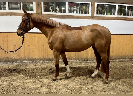 Caballo Letón, Yegua, 6 años, Alazán