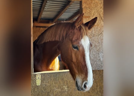 Caballo Letón, Yegua, 7 años, 165 cm, Alazán