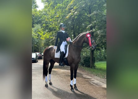 Caballo Letón, Yegua, 7 años, 176 cm, Castaño oscuro