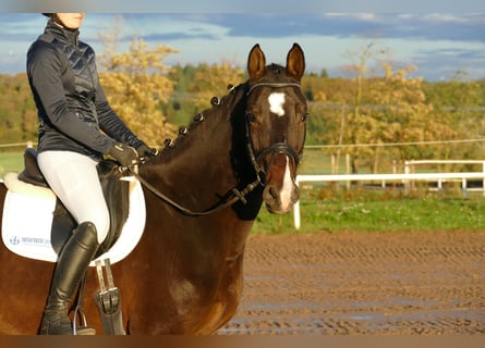 Caballo Letón, Yegua, 8 años, 165 cm, Castaño oscuro