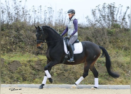 Caballo ruso, Caballo castrado, 11 años, 165 cm, Castaño oscuro