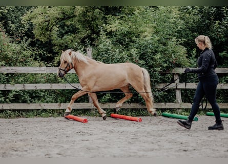 Caballos islandeses, Caballo castrado, 10 años, 138 cm, Bayo