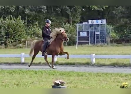 Caballos islandeses, Caballo castrado, 10 años, 141 cm, Alazán