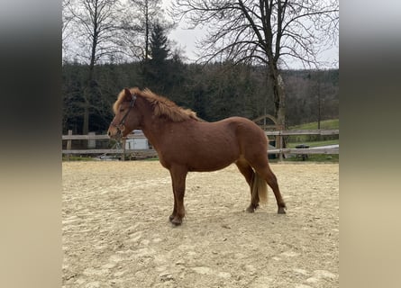 Caballos islandeses, Caballo castrado, 10 años, 141 cm, Alazán