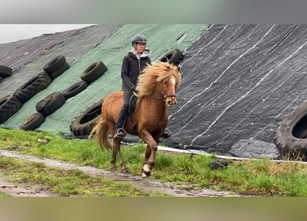 Caballos islandeses, Caballo castrado, 10 años, 145 cm, Alazán