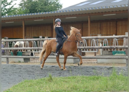 Caballos islandeses, Caballo castrado, 10 años, 145 cm, Alazán