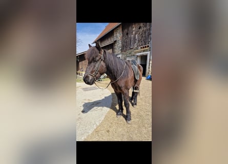 Caballos islandeses, Caballo castrado, 10 años, 147 cm, Negro