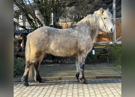 Caballos islandeses, Caballo castrado, 10 años, 147 cm, Tordo