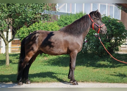 Caballos islandeses, Caballo castrado, 10 años, Negro