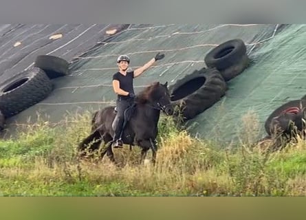 Caballos islandeses, Caballo castrado, 11 años, 137 cm, Negro