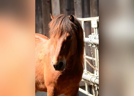 Caballos islandeses, Caballo castrado, 11 años, 139 cm, Castaño