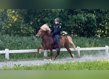 Caballos islandeses, Caballo castrado, 11 años, 141 cm, Alazán