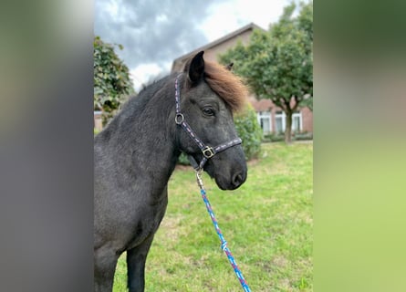 Caballos islandeses, Caballo castrado, 11 años, 142 cm, Negro