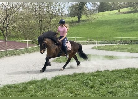 Caballos islandeses, Caballo castrado, 12 años, 135 cm, Castaño