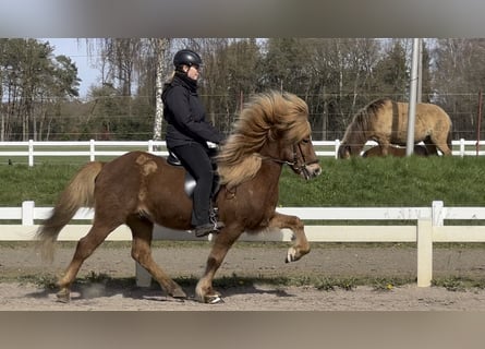 Caballos islandeses, Caballo castrado, 12 años, 137 cm, Alazán