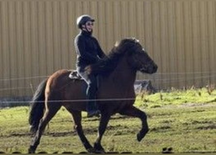 Caballos islandeses, Caballo castrado, 12 años, 140 cm, Castaño