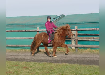 Caballos islandeses, Caballo castrado, 12 años, 141 cm, Alazán