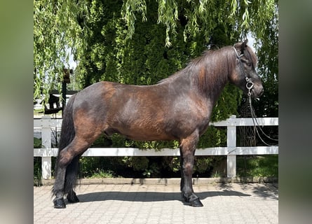 Caballos islandeses, Caballo castrado, 12 años, 142 cm, Negro