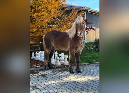 Caballos islandeses, Caballo castrado, 12 años, 143 cm, Alazán-tostado