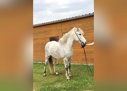 Caballos islandeses, Caballo castrado, 12 años, 152 cm, Tordo