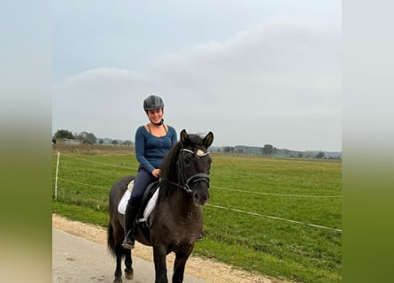 Caballos islandeses, Caballo castrado, 13 años, 135 cm, Negro