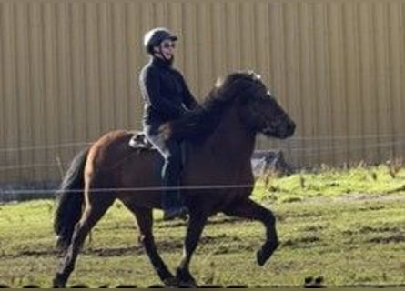 Caballos islandeses, Caballo castrado, 13 años, 140 cm, Castaño
