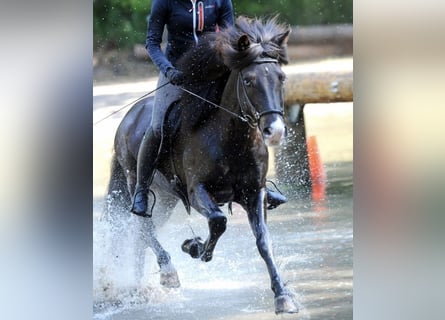 Caballos islandeses, Caballo castrado, 13 años, 141 cm, Negro