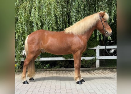 Caballos islandeses, Caballo castrado, 13 años, 142 cm, Alazán