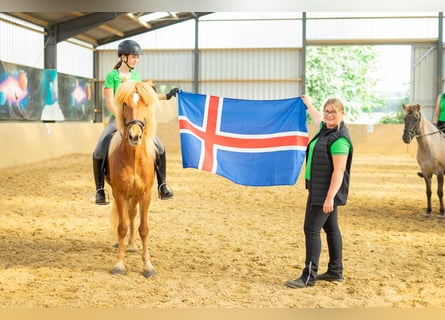 Caballos islandeses, Caballo castrado, 13 años, 144 cm, Alazán