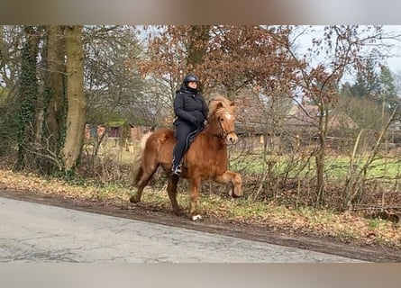 Caballos islandeses, Caballo castrado, 13 años, 145 cm, Alazán