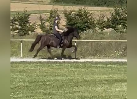 Caballos islandeses, Caballo castrado, 14 años, 140 cm, Negro