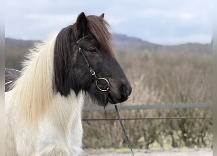 Caballos islandeses, Caballo castrado, 14 años, 143 cm, Pío