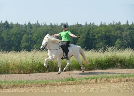 Caballos islandeses, Caballo castrado, 14 años, 145 cm, Tordo