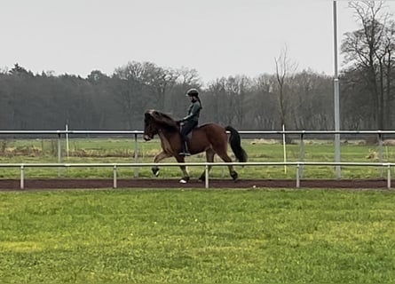 Caballos islandeses, Caballo castrado, 14 años, 147 cm, Castaño