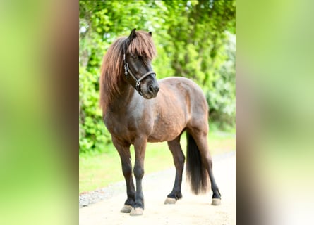 Caballos islandeses, Caballo castrado, 17 años, 140 cm, Negro